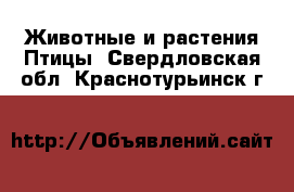 Животные и растения Птицы. Свердловская обл.,Краснотурьинск г.